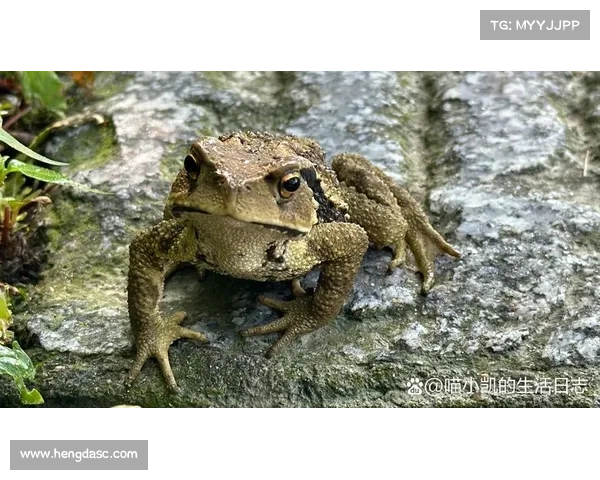 春蛙游蝶记:一场追逐与邂逅的自然奇旅 春蛙游蝶记:一场追逐与邂逅的自然奇旅